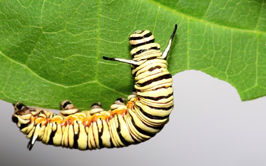 Monarch Caterpillar climbing and eating leaf - animal behavior.