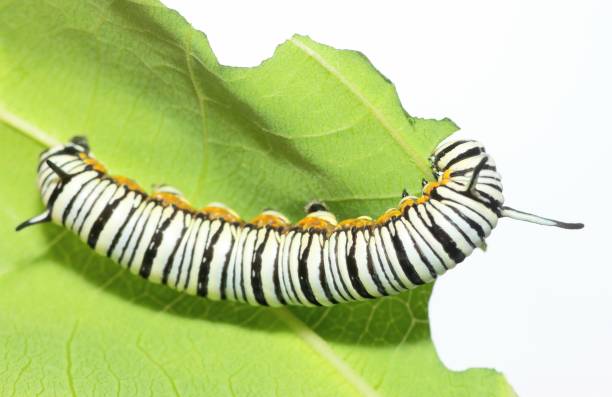 Monarch Caterpillar climbing and eating leaf - animal behavior. Monarch Caterpillar climbing and eating leaf - animal behavior. 3610 stock pictures, royalty-free photos & images