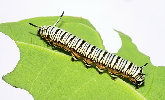 Monarch Caterpillar climbing and eating leaf - animal behavior.