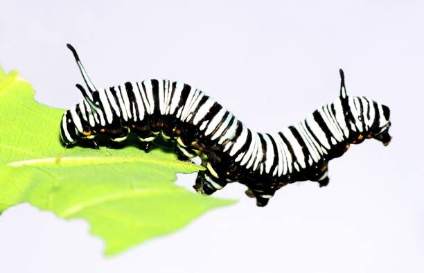 istock Monarch Caterpillar climbing and eating leaf - animal behavior. 1448690068