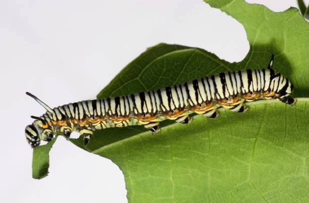 istock Monarch Caterpillar climbing and eating leaf - animal behavior. 1448690075