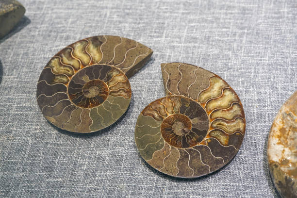 istock A close-up of an ancient ammonite fossil slice 1448690425
