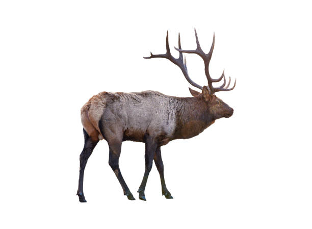istock Largest brown Elk with horn standing in the forest at national park 1448690485