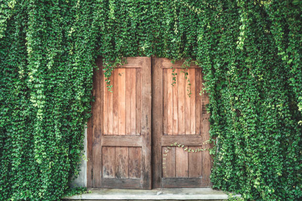 drewniane drzwi w stylu retro z pokrytymi liśćmi bluszczu - antique signs obrazy zdjęcia i obrazy z banku zdjęć