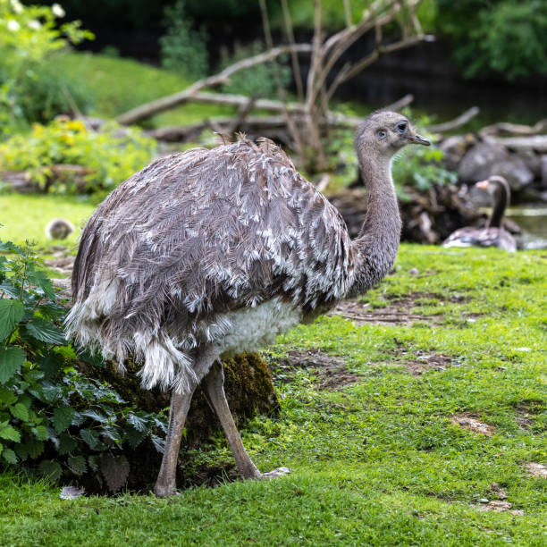 istock Darwin's rhea, Rhea pennata also known as the lesser rhea. 1448690652