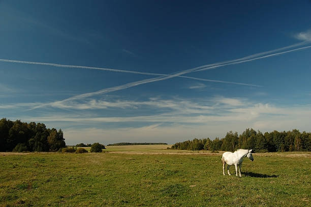 Rural landscape stock photo