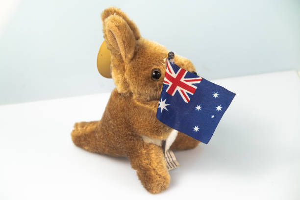 canguro disecado de australia con la bandera australiana - stuffed animal toy koala australia fotografías e imágenes de stock