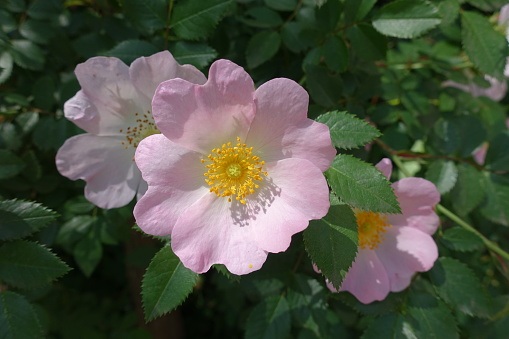 Daytime top view macro close-up of a flowering Dog Rose plant (Rosa Canina), single flower head with focus on stigma and anther