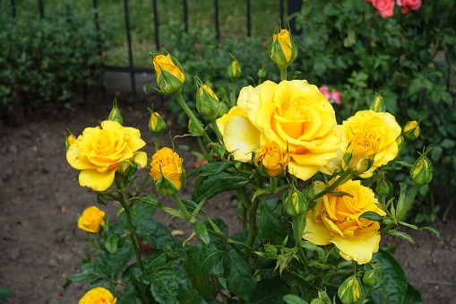 Amber yellow flowers and buds of roses in mid June