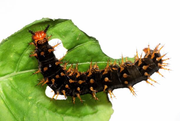 istock Jacintha Eggfly Caterpillar climbing and eating leaf - animal behavior. 1448694247