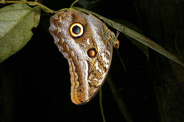 istock Owl butterfly (Caligo) roosting at night 144869429
