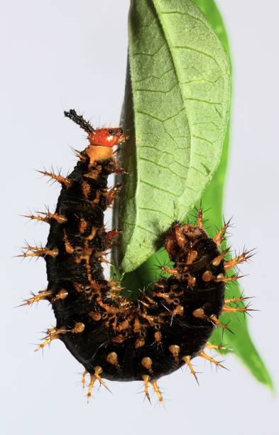 istock Jacintha Eggfly Caterpillar climbing and eating leaf - animal behavior. 1448694333