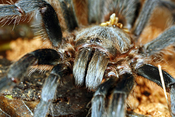 istock Close up of tarantula head 144869444