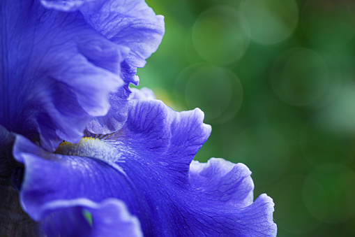 Beautiful blue iris flower in the spring summer garden. Close up. Macro shot. Spring summer background.