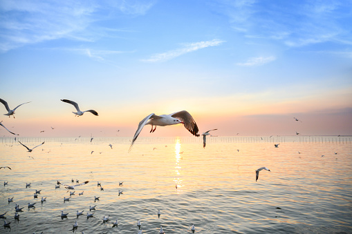 Seagull is standing on the rock with blue sky background.