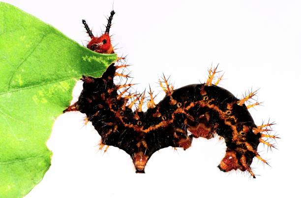 istock Jacintha Eggfly Caterpillar stomach from underneath when climbing leaf- animal behavior. 1448695753