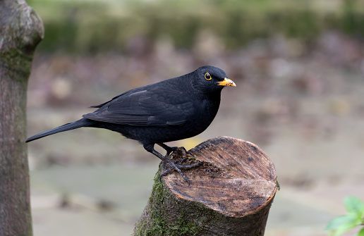 Blackbird perched on a branch log.