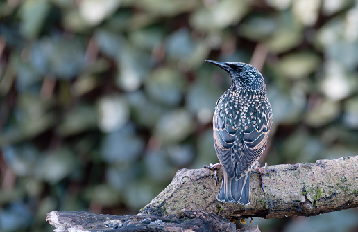 Common Starling perched on a branch log.