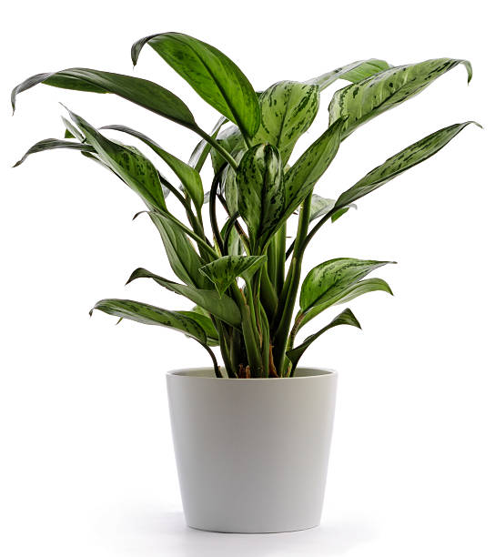 istock Houseplant - Chinese Evergreen 144870006