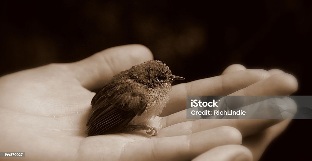 Baby bird in hand (Black and white) Baby bird fallen out of it's nest. Symbol of hope, kindness, security and protection. Animal Stock Photo
