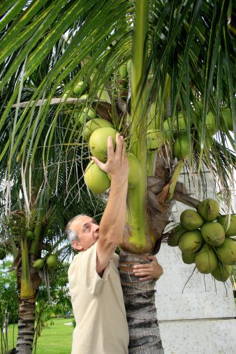 Men taking coconut from coconut tree