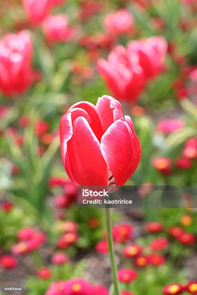 Rote Tulpen - Lizenzfrei Blume Stock-Foto