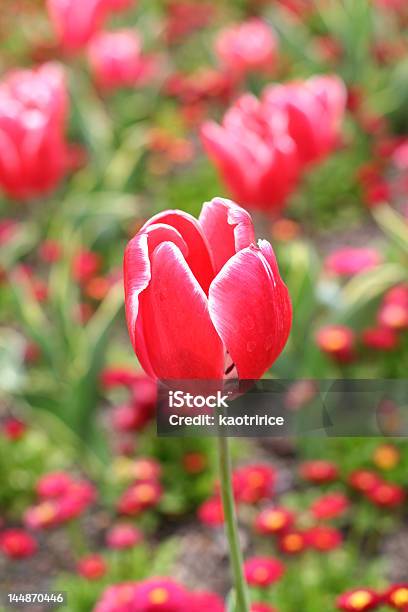 Rote Tulpen Stockfoto und mehr Bilder von Blume - Blume, Blumenbeet, Canberra