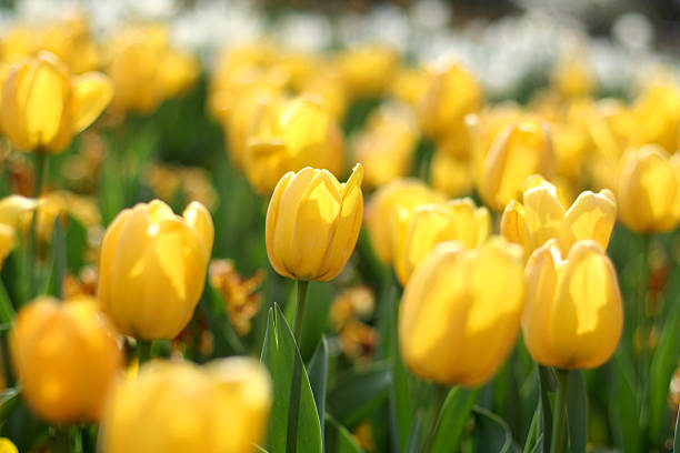 żółte tulipany flowerbed - tulip single flower flower yellow zdjęcia i obrazy z banku zdjęć