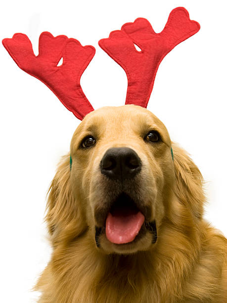 istock christmas dog weating reindeer hat 144870513