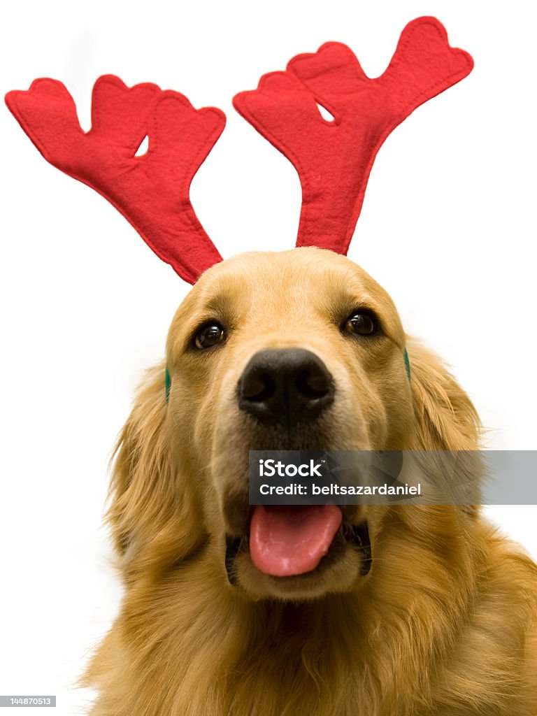 Cão weating chapéu de Natal com Rena - Foto de stock de Cão royalty-free