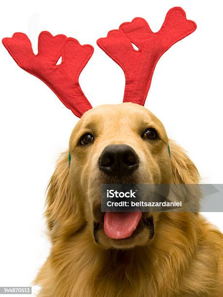 Foto de Cão Weating Chapéu De Natal Com Rena e mais fotos de stock de Cão - Cão, Alegria, Amizade