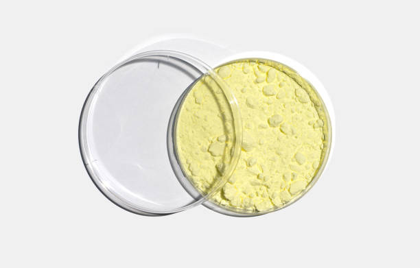 istock Sulfur Powder in Petri dish with plastic lid on laboratory table. A chemical elements needed for biochemical functioning for all living organisms. 1448706376