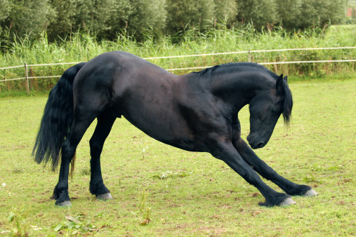 A black horse making a bow in a green field.