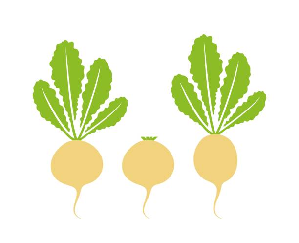 ilustrações de stock, clip art, desenhos animados e ícones de turnip logo. isolated turnip on white background - claret cup cactus illustrations