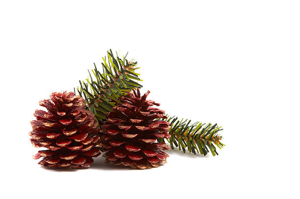 istock Christmas pine cones & leaves 144870738