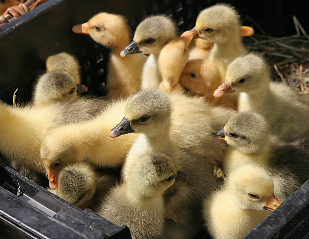 Ducks in basket stock photo