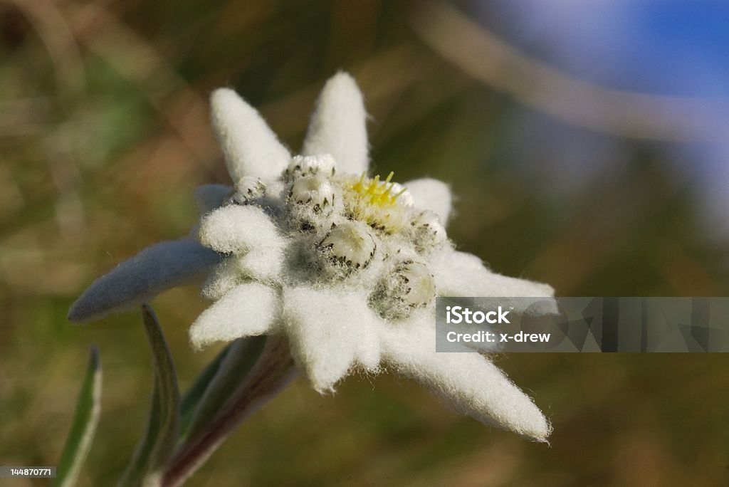 Wild edelweiss à proximité - Photo de De petite taille libre de droits