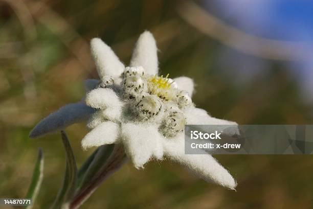 Photo libre de droit de Wild Edelweiss À Proximité banque d'images et plus d'images libres de droit de De petite taille - De petite taille, Feuille, Alpes européennes