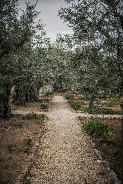 istock The Garden of Gethsemane 1448707846