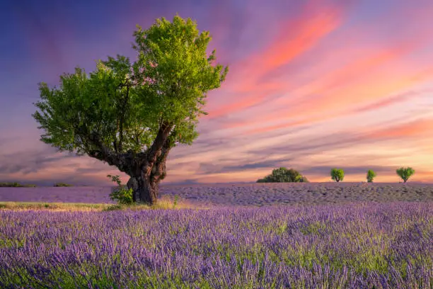 Photo of Lavender field at sunset near Valensole