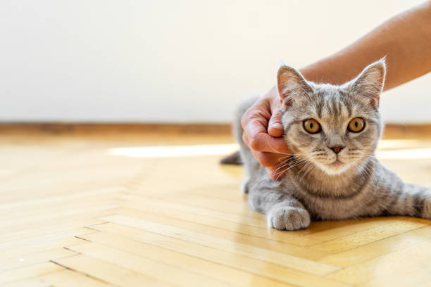 istock Cat with female hand at home 1448709465