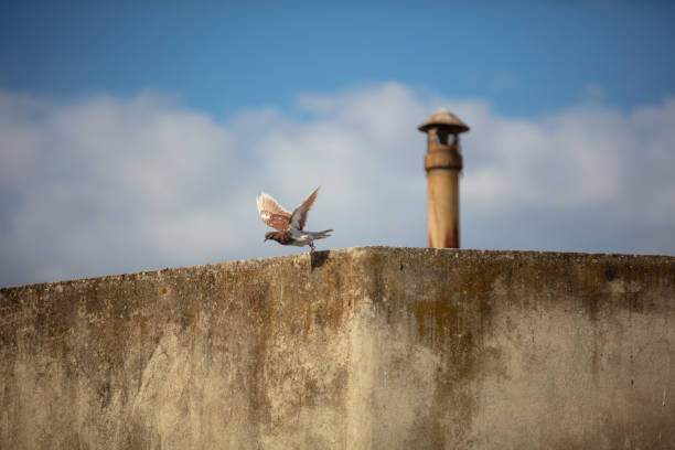 Domestic Pigeon perched on a bird feeder