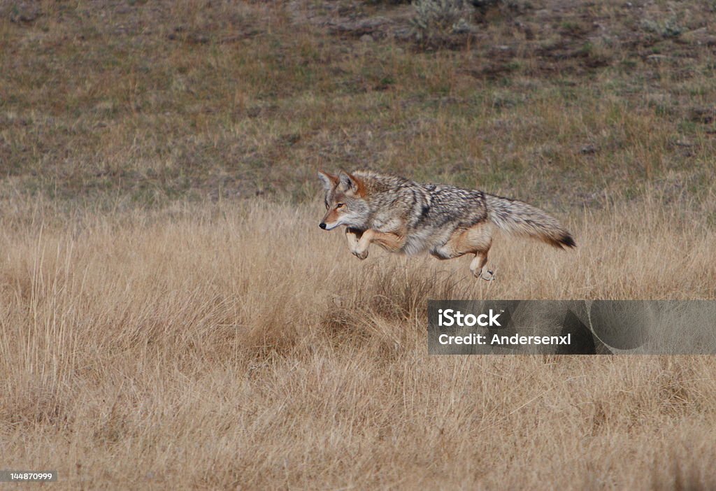 Coyote Atacar uma presa - Royalty-free Coiote Foto de stock