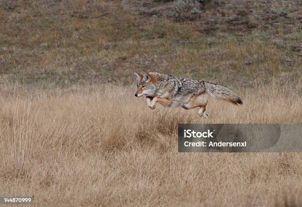 Coyote Atacar Uma Presa - Fotografias de stock e mais imagens de Coiote - Coiote, Perseguição - Conceito, Ao Ar Livre
