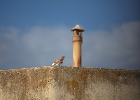 Brown pigeon is on the roof in summer time.\nLocation : Kos island - Greece