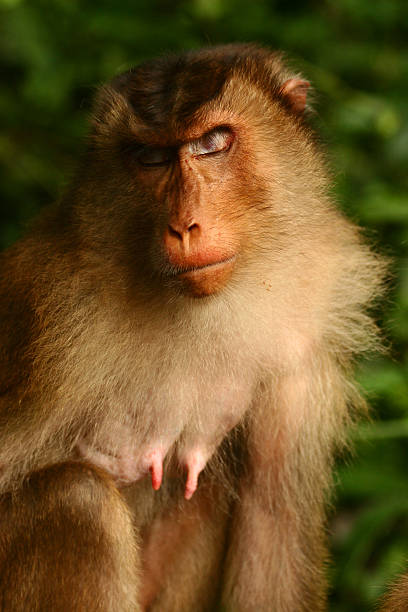 Sleeping Macaque stock photo