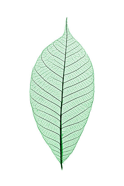 istock Closeup of translucent green leaf, revealing vein pattern 144871052