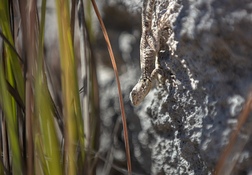 Nile water monitor sunbathing on a rock on the riverbank