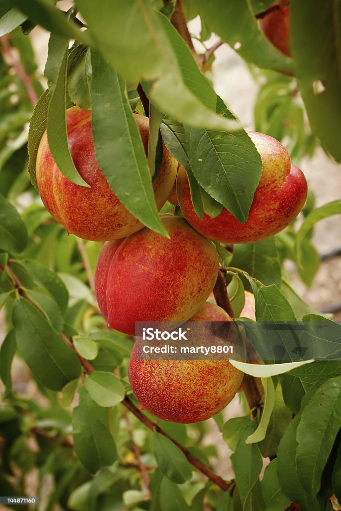 Nektaryny - Zbiór zdjęć royalty-free (Nectarine Tree)