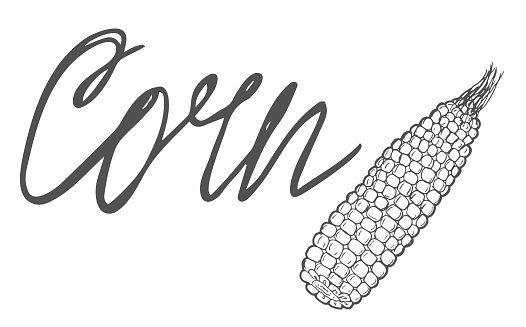 Corn vector illustration, background. One line drawing art illustration with lettering